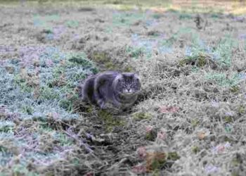 Осінні морози вже тут: що страждає першим у саду і як допомогти рослинам