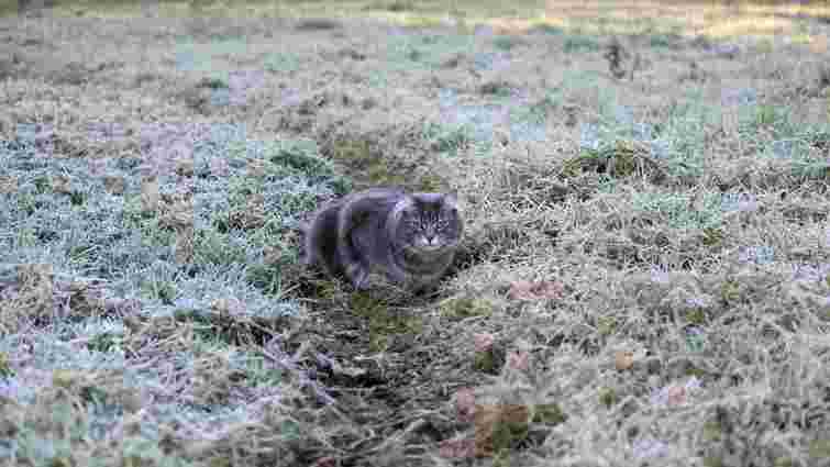Осінні морози вже тут: що страждає першим у саду і як допомогти рослинам