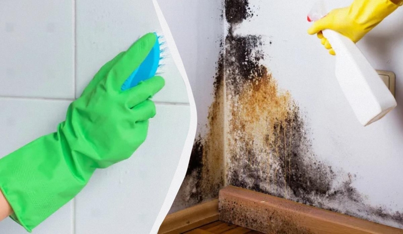 Чорна цвіль зникне назавжди: ось чим потрібно її попшикати