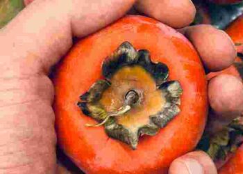 Ви полюбите її з першого укусу: як обрати нетерпку солодку хурму