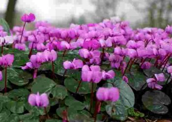 Зимовий сад заграє барвами: яка квітка здатна цвісти навіть на холоді