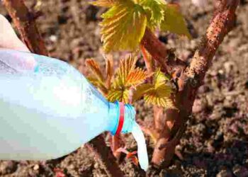 Останній шанс перед морозами: який простий розчин зробить ґрунт в рази здоровішим