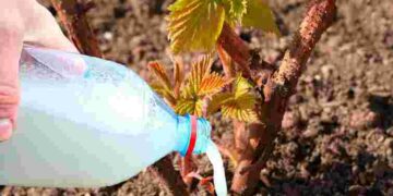 Останній шанс перед морозами: який простий розчин зробить ґрунт в рази здоровішим