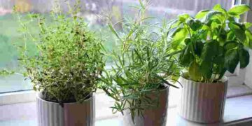 Це найчастіша зимова помилка: чи варто ставити вазони на підвіконня