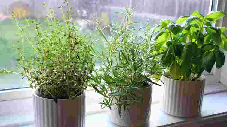 Це найчастіша зимова помилка: чи варто ставити вазони на підвіконня