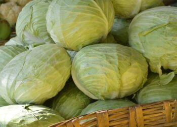 Эта “подушка” сохранит капусту свежей до самого лета: на что ее положить (ВИДЕО)