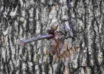 Порада минулого століття: навіщо у яблуню забивають цвях і чи дійсно це приносить користь