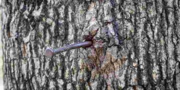 Порада минулого століття: навіщо у яблуню забивають цвях і чи дійсно це приносить користь