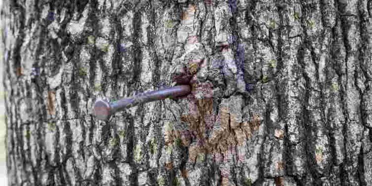 Порада минулого століття: навіщо у яблуню забивають цвях і чи дійсно це приносить користь