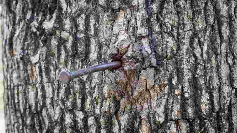 Порада минулого століття: навіщо у яблуню забивають цвях і чи дійсно це приносить користь