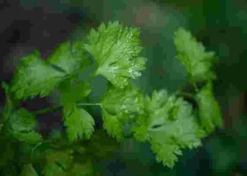Орієнтуйтеся на погоду: коли та як садити петрушку під зиму