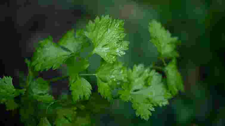 Орієнтуйтеся на погоду: коли та як садити петрушку під зиму
