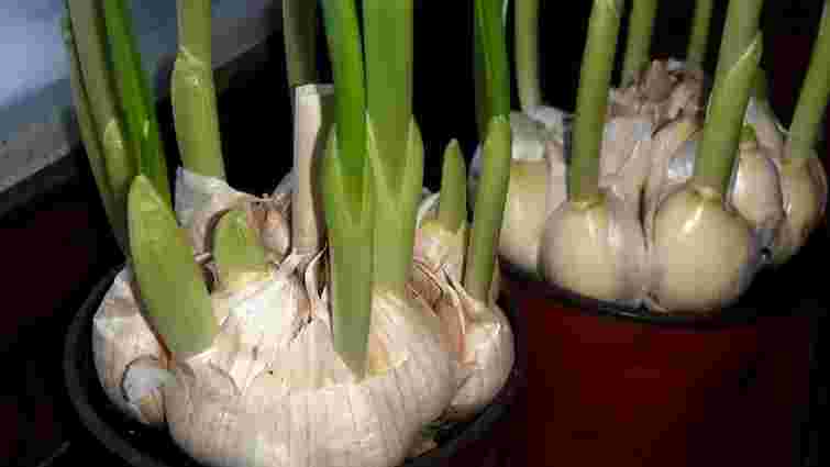 Пророслий часник – не сміття: чому його не можна викидати і як використати з користю