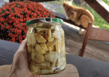 Какие грибы можно консервировать: список и универсальный рецепт маринада