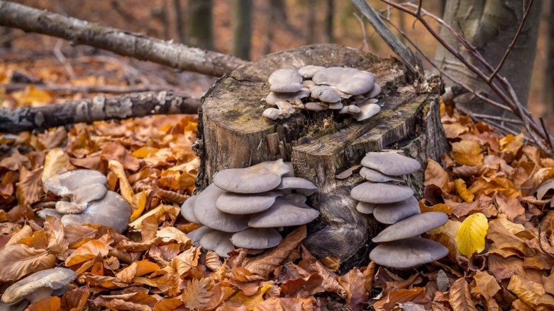 "Короны" на деревьях: где растут грибы вешенки и как их собирать (ФОТО, ВИДЕО)