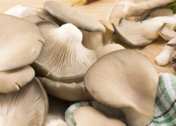 “Короны” на деревьях: где растут грибы вешенки и как их собирать (ФОТО, ВИДЕО)