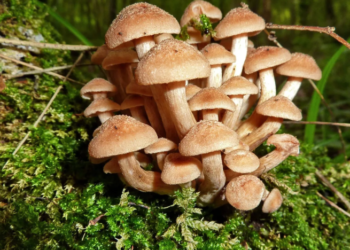 Легко наберете целую корзину: какие грибы растут в лесу в ноябре