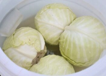 Лишь один цвет капусты подходит для квашения: как ее выбирать