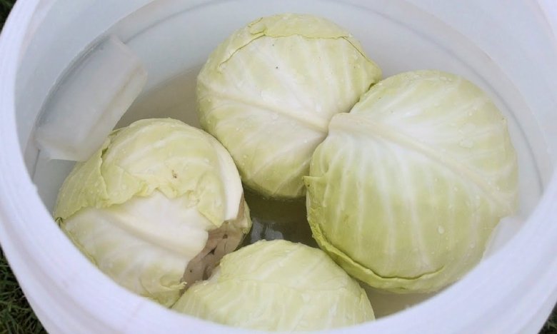 Лишь один цвет капусты подходит для квашения: как ее выбирать