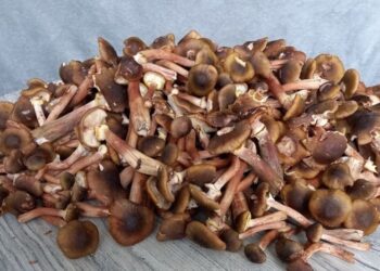 Обязательно сделайте это с опятами: как на самом деле их подготовить