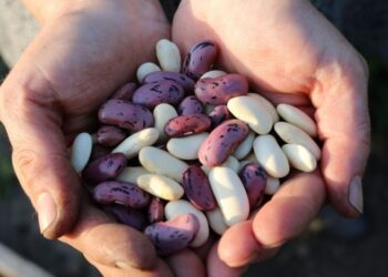 Одно простое действие с фасолью – и в ней не заведутся жучки: как на самом деле хранить продукт