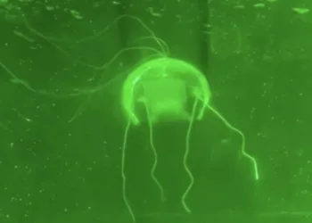 “Підводні привиди”: Китай створив непомітних роботів-шпигунів у формі медуз