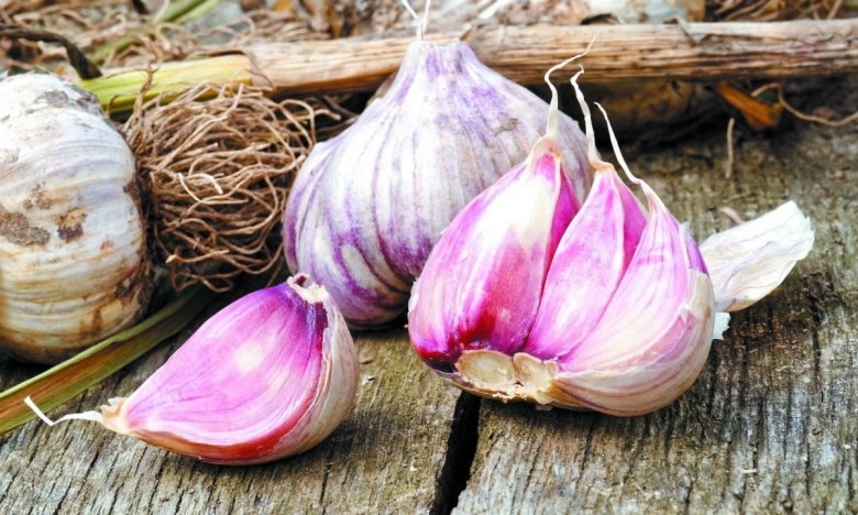 Подойдет одно место: фермеры рассказали, как хранят чеснок до весны