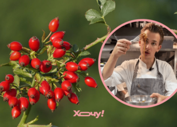 Сироп, варенье и даже деликатесный соус: шеф рассказал, что можно приготовить из шиповника (ВИДЕО)