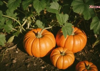 В вашей квартире есть идеальное место для тыквы: будет вкусной и свежей до лета