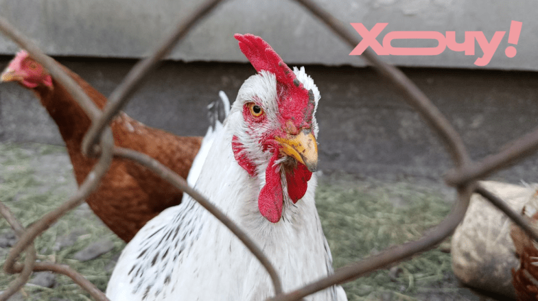 Вы об этом не задумывались: почему на самом деле мы едим кур, а не лебедей