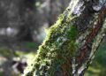 Будете мати здоровий сад без хімії: як очистити дерева від моху та лишайника взимку