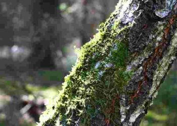 Будете мати здоровий сад без хімії: як очистити дерева від моху та лишайника взимку