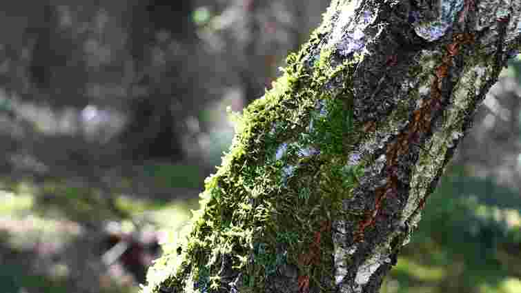 Будете мати здоровий сад без хімії: як очистити дерева від моху та лишайника взимку
