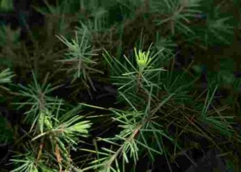 Голки, запах, форма: як швидко відрізнити смереку від ялиці