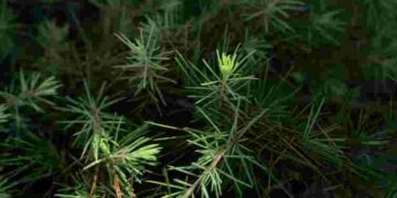 Голки, запах, форма: як швидко відрізнити смереку від ялиці