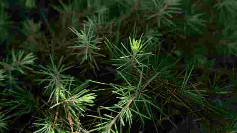 Голки, запах, форма: як швидко відрізнити смереку від ялиці