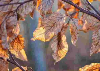 Дерева не скинули все листя на зиму: чи це проблема та що варто зробити