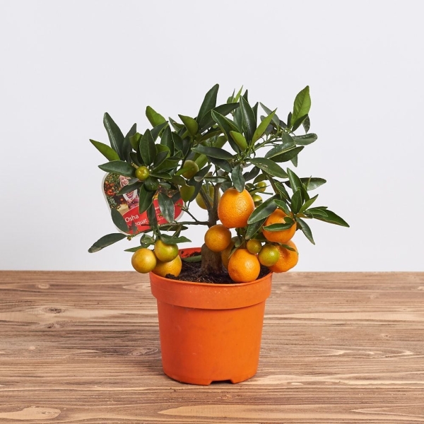 Не лише квіти: 9 фруктових дерев, які можна виростити просто у квартирі