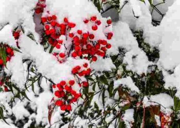 І гуманно, і безпечно для саду: який матеріал найкраще захистить дерева від гризунів