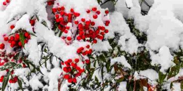 І гуманно, і безпечно для саду: який матеріал найкраще захистить дерева від гризунів