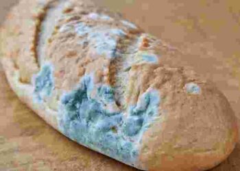 Не минуло і два дні: чому хліб так швидко пліснявіє або черствіє і як це виправити