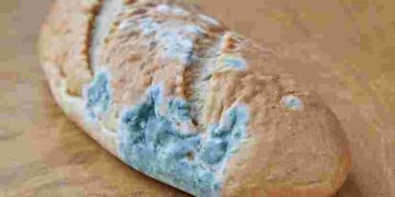Не минуло і два дні: чому хліб так швидко пліснявіє або черствіє і як це виправити