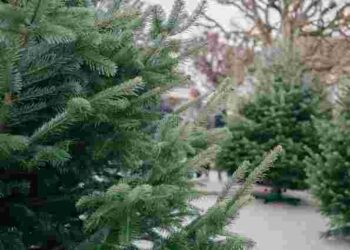 Лайфхак перед святами: як переконатися, що ваша ялинка легальна