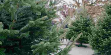 Лайфхак перед святами: як переконатися, що ваша ялинка легальна