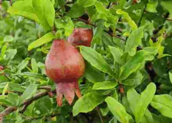 Не лише квіти: 9 фруктових дерев, які можна виростити просто у квартирі