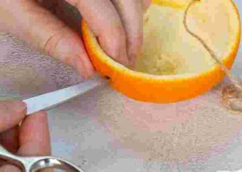 Повісьте апельсинові шкірки на деревах у грудні: яка з цього користь саду і птахам