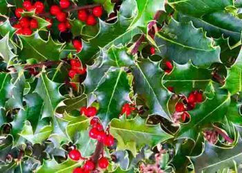 Гостролист як оберіг: чому падуб вважають різдвяним оберегом