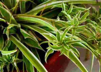 Справляться навіть новачки: як визначити, коли пора поливати хлорофітум