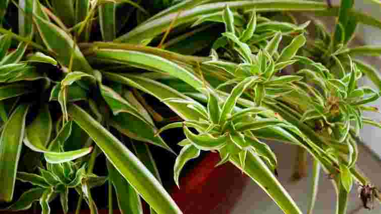 Справляться навіть новачки: як визначити, коли пора поливати хлорофітум