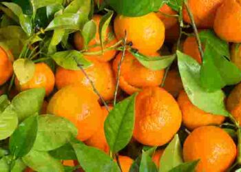 Смак вас не розчарує: як обрати ідеальні мандарини за запахом і формою